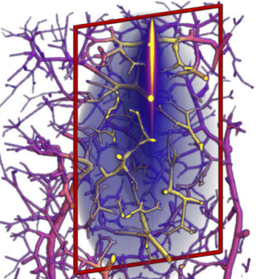 Simulation of large vessel networks